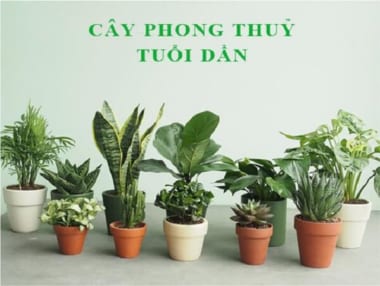 Tuổi Dần hợp cây gì? Chọn cây phong thủy tuổi Dần