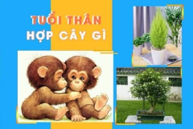 Cây phong thủy tuổi Thân – Nên trồng cây gì cho hợp phong thủy?