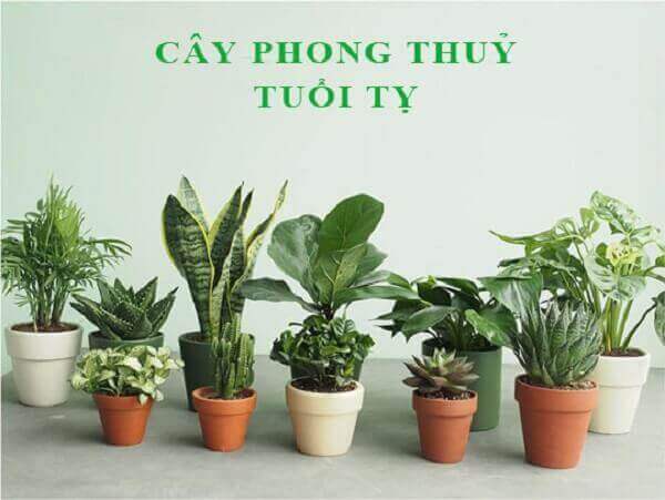 Tuổi Tỵ Nên Trồng Cây Gì Trong Nhà: Gợi Ý Cây Phong Thủy Mang Lại Tài Lộc